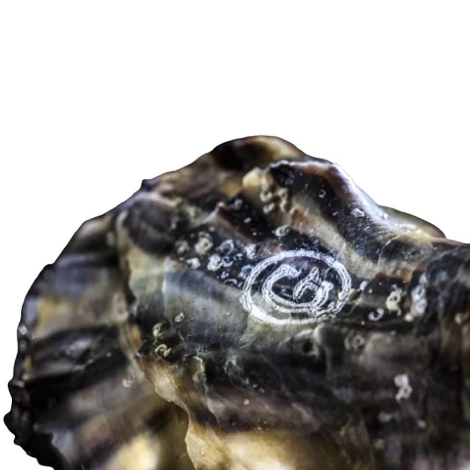 Oesters Spéciales Gillardeau 