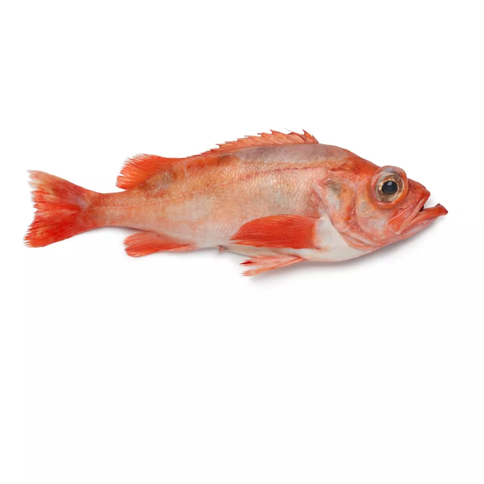 Roodbaarsfilet