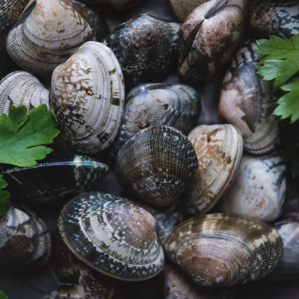 Vongole