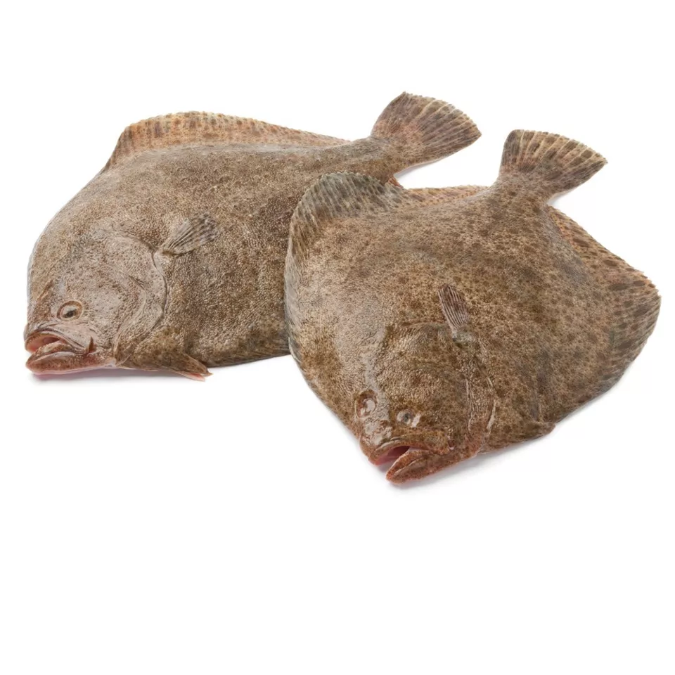 Tarbotfilets