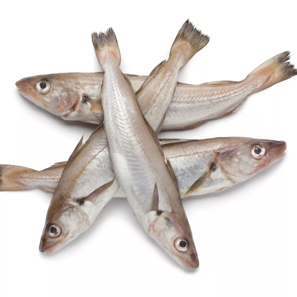 Wijtingfilets